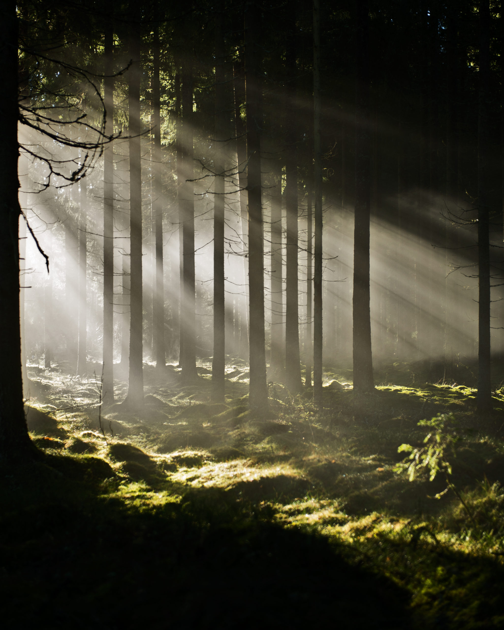 Solen skinner mellom trær i skogen