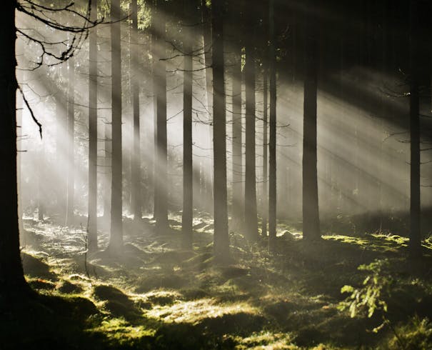Solen skinner mellom trær i skogen