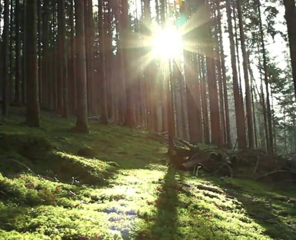 Sol mellom trestammer i skogen