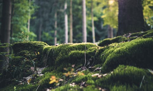 Bærekraftsrapport for 2024