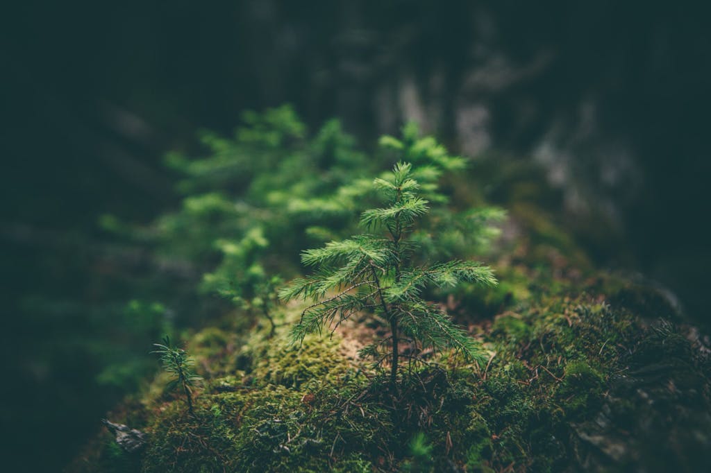 Environment – Miljö och klimat